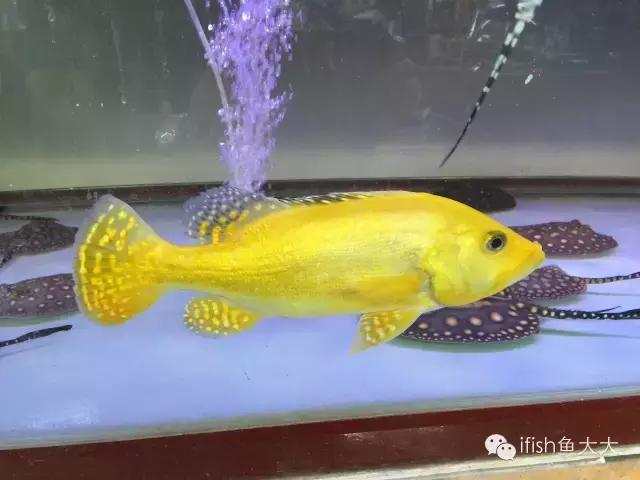 大型鱼观赏性,大型三间鱼