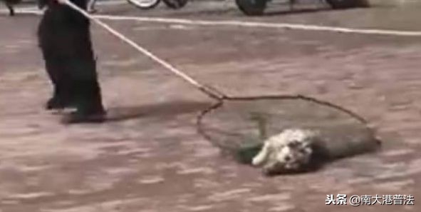 大学宿舍养狗什么处分最严重,大学生在宿舍养猪被通报批评