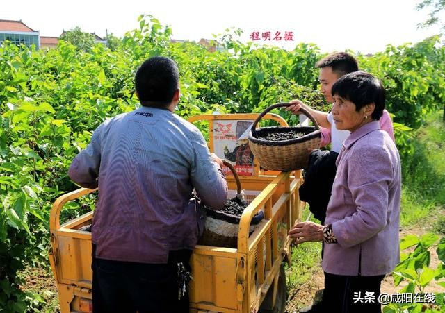 咸阳人：周末，到兴平摘桑葚走！