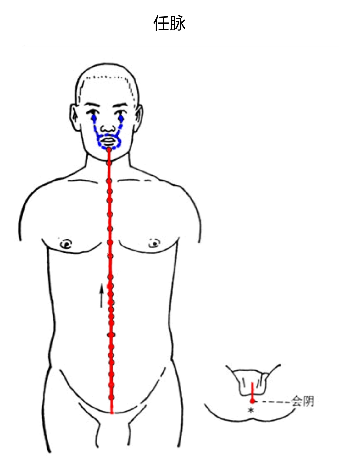 解读十四条经络走向和常用穴位,十四经络正确走向图