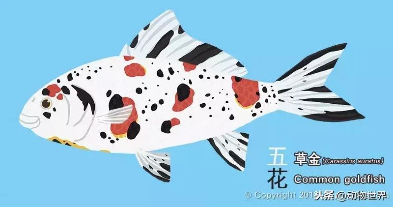 草金金鱼怎么养,草金咬金鱼