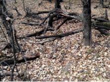 树种起源,次生林起源的特点