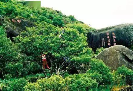 十大顶级茶叶价格排行榜最新,茶叶价格排名第一是什么茶