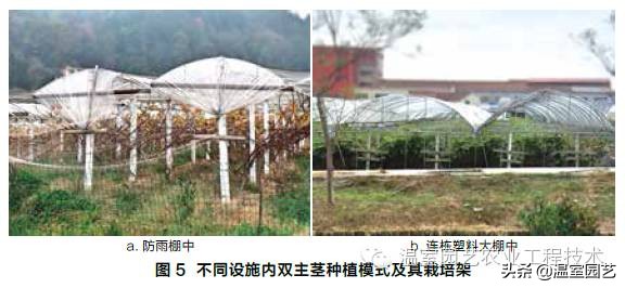 温室葡萄架式管理,温室葡萄种植技术视频