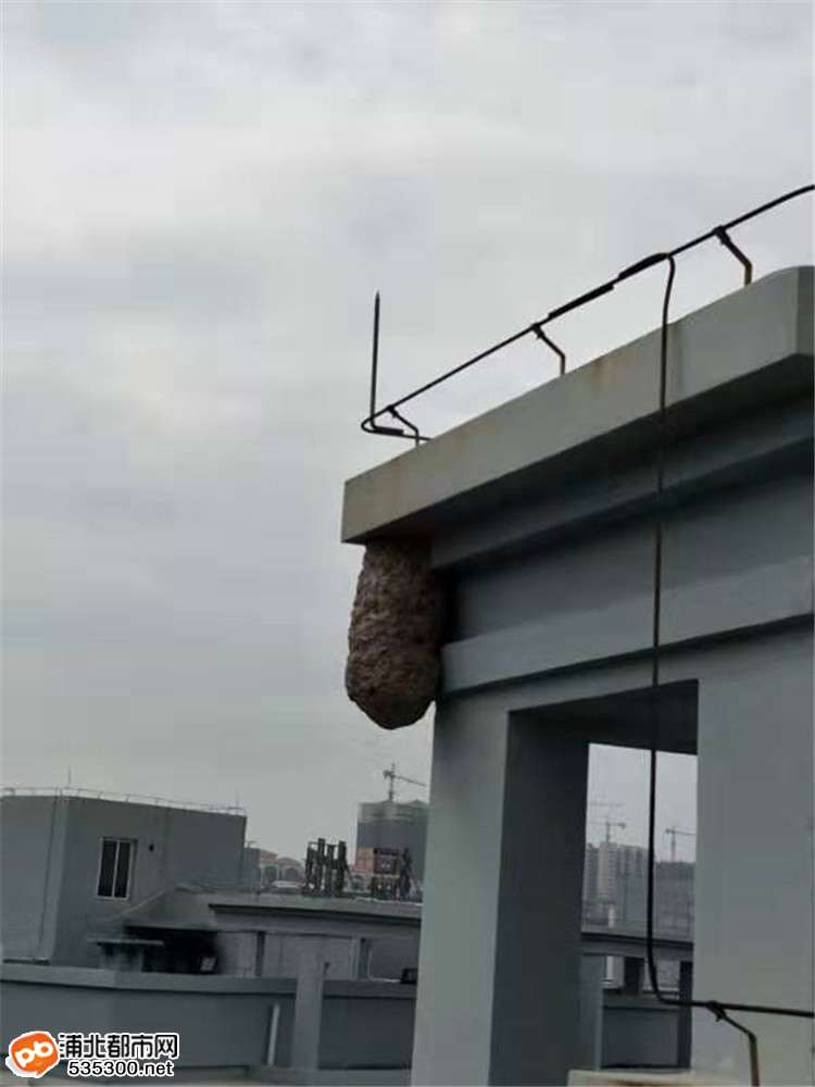 一米长小区阳台惊现巨型马蜂窝,钦州市马蜂窝