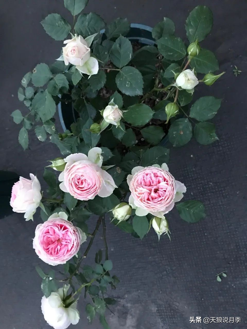 月季花是时候展现真正的技术了 (开春的第一波月季花就这么过去了)