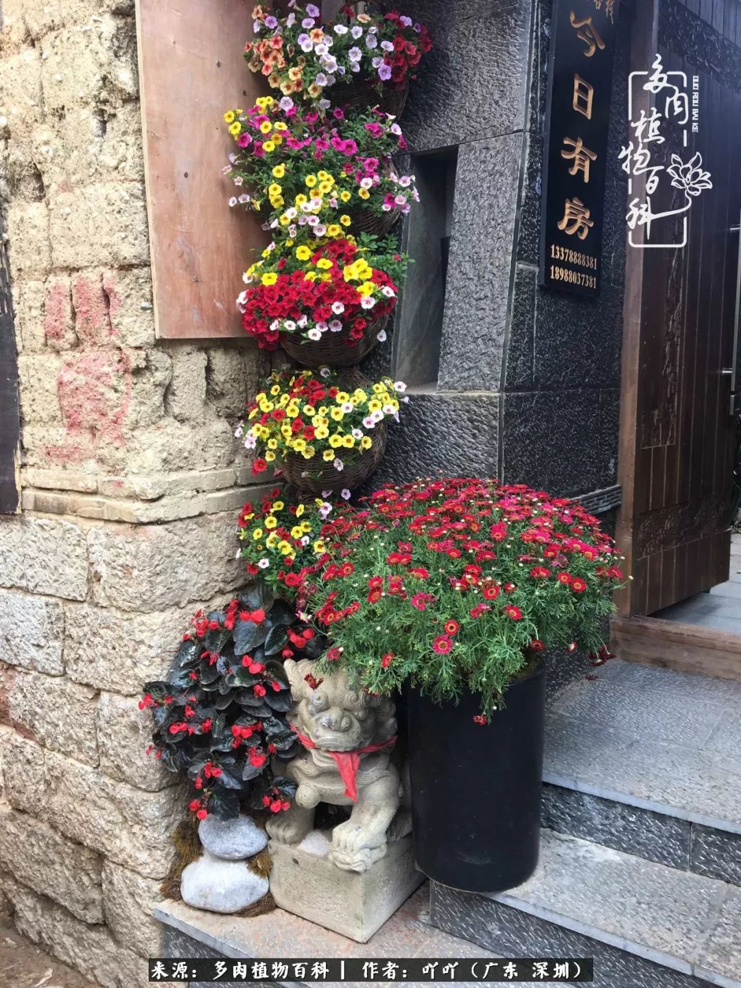 涓冨僵浜戝崡澶氳倝,浜戝崡澶氳倝涔嬫梾