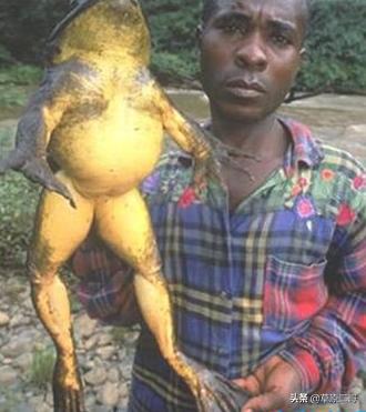 顶呱呱知识科普,顶呱呱科普小知识动画