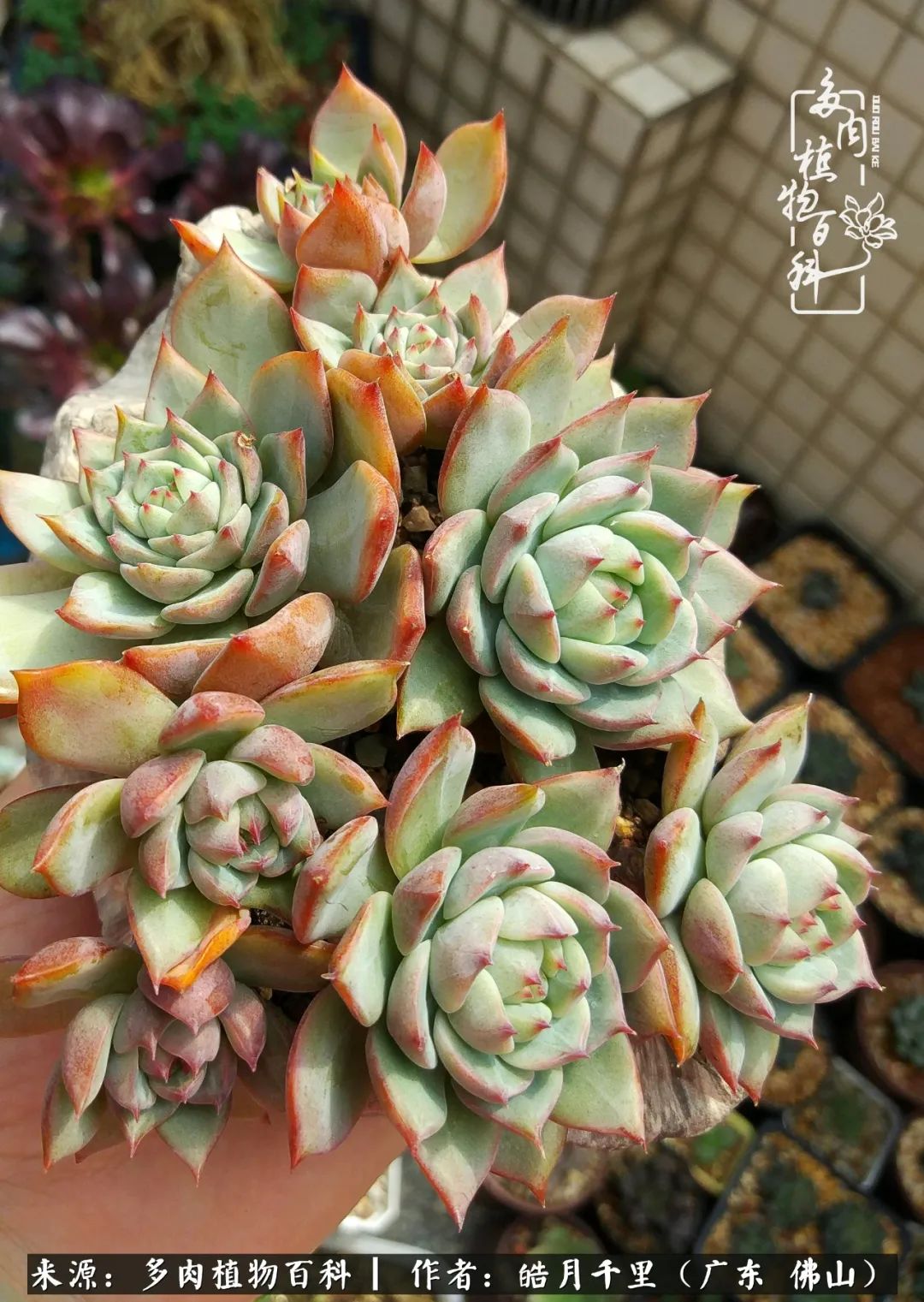 多肉娇气养不活多肉的10个秘密,养多肉是件很治愈的事情