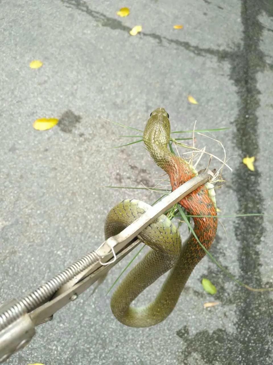 云南毒蛇品种大全及图片,云南毒蛇大全