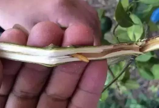 柑橘爆皮虫应该如何防治,柑橘爆皮虫的防治最佳时期