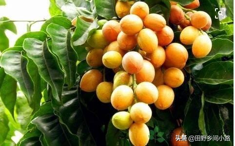 黄皮果病虫害要用什么药,黄皮果四季挂果的高效种植技术