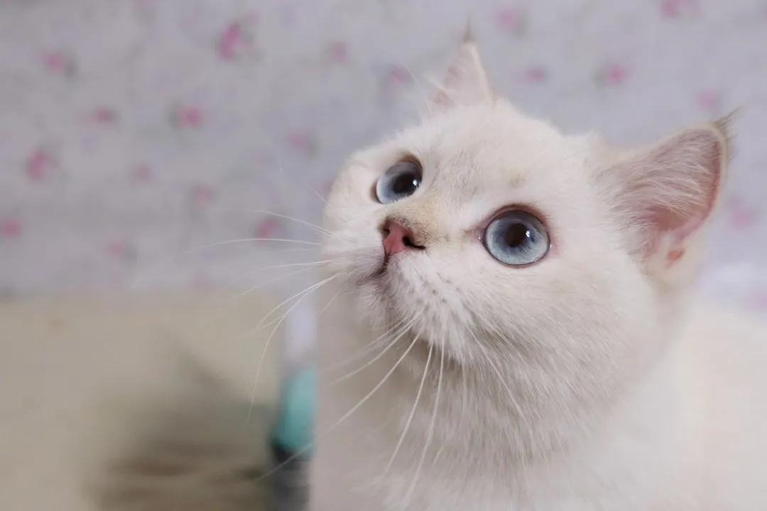 猫咪总是拉屎在地上怎么办,猫咪总是在一个地方乱拉屎怎么办