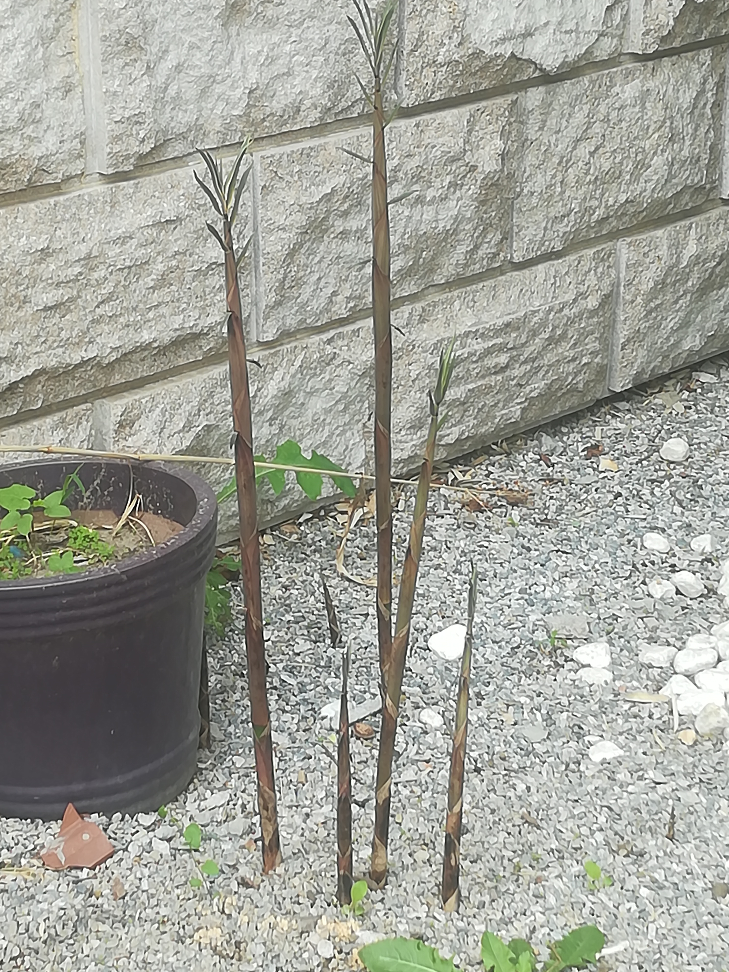 多图：竹笋的顽强生命力，远超您的想象