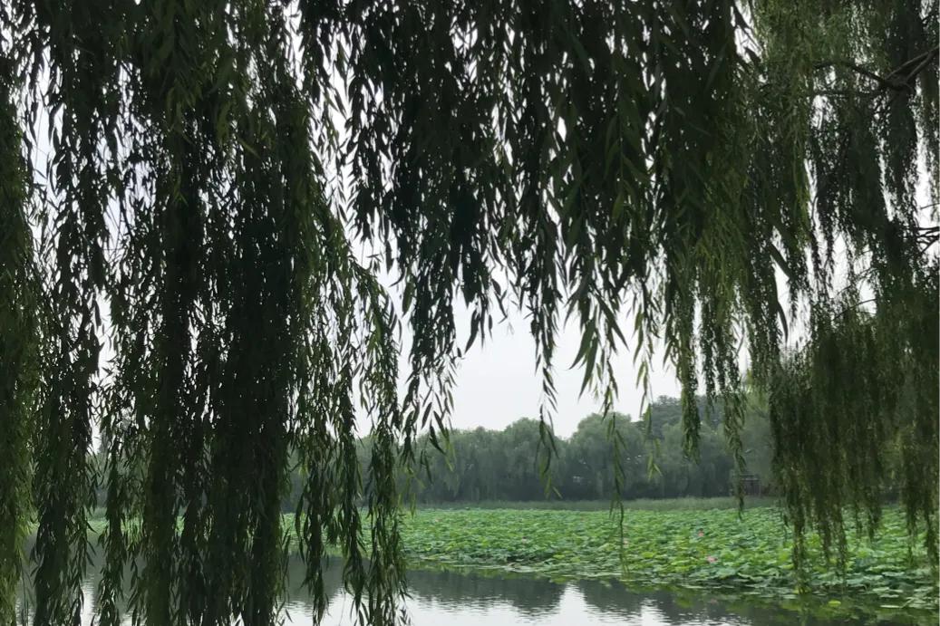 蒋勋老师细说红楼梦,蒋勋细说红楼梦怎么听不了了