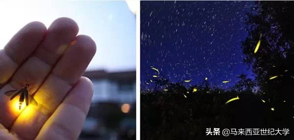 马来西亚最受欢迎度假区,马来西亚旅游最好玩的岛