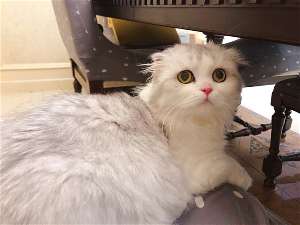 解决猫毛过敏最佳办法,猫毛会导致脸部过敏吗