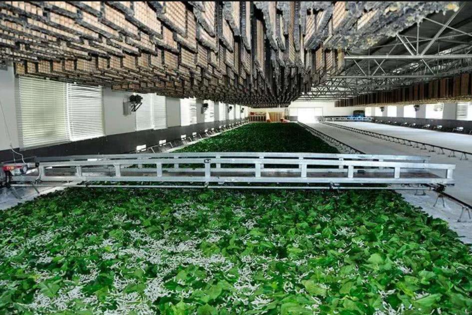 蚕桑产业化发展,桑蚕养殖的全产业链有哪些