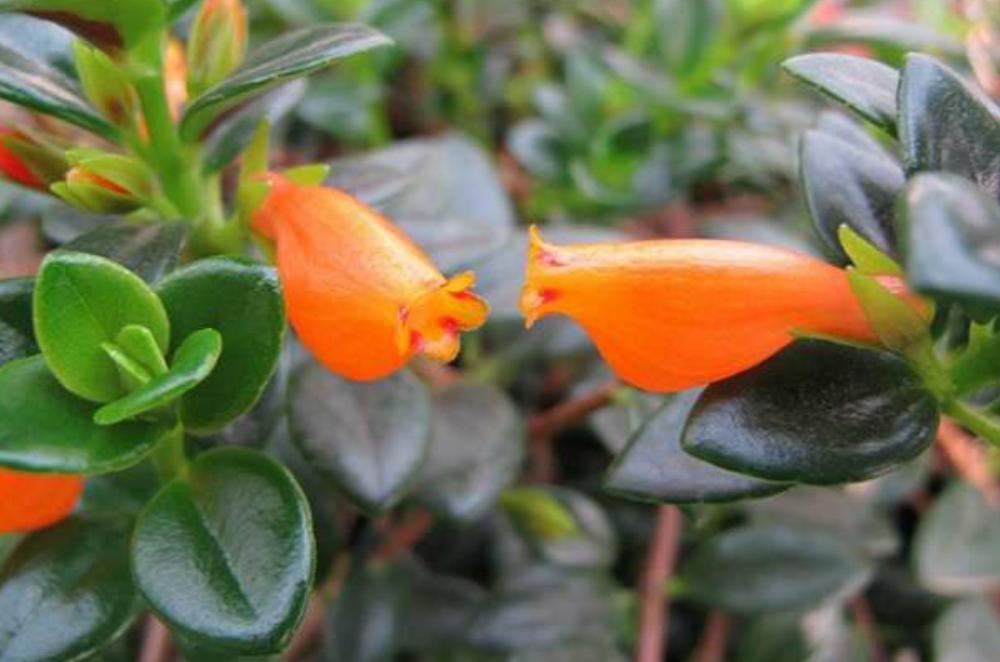 金鱼吊兰落叶什么原因,金鱼吊兰如何才能养得枝繁叶茂