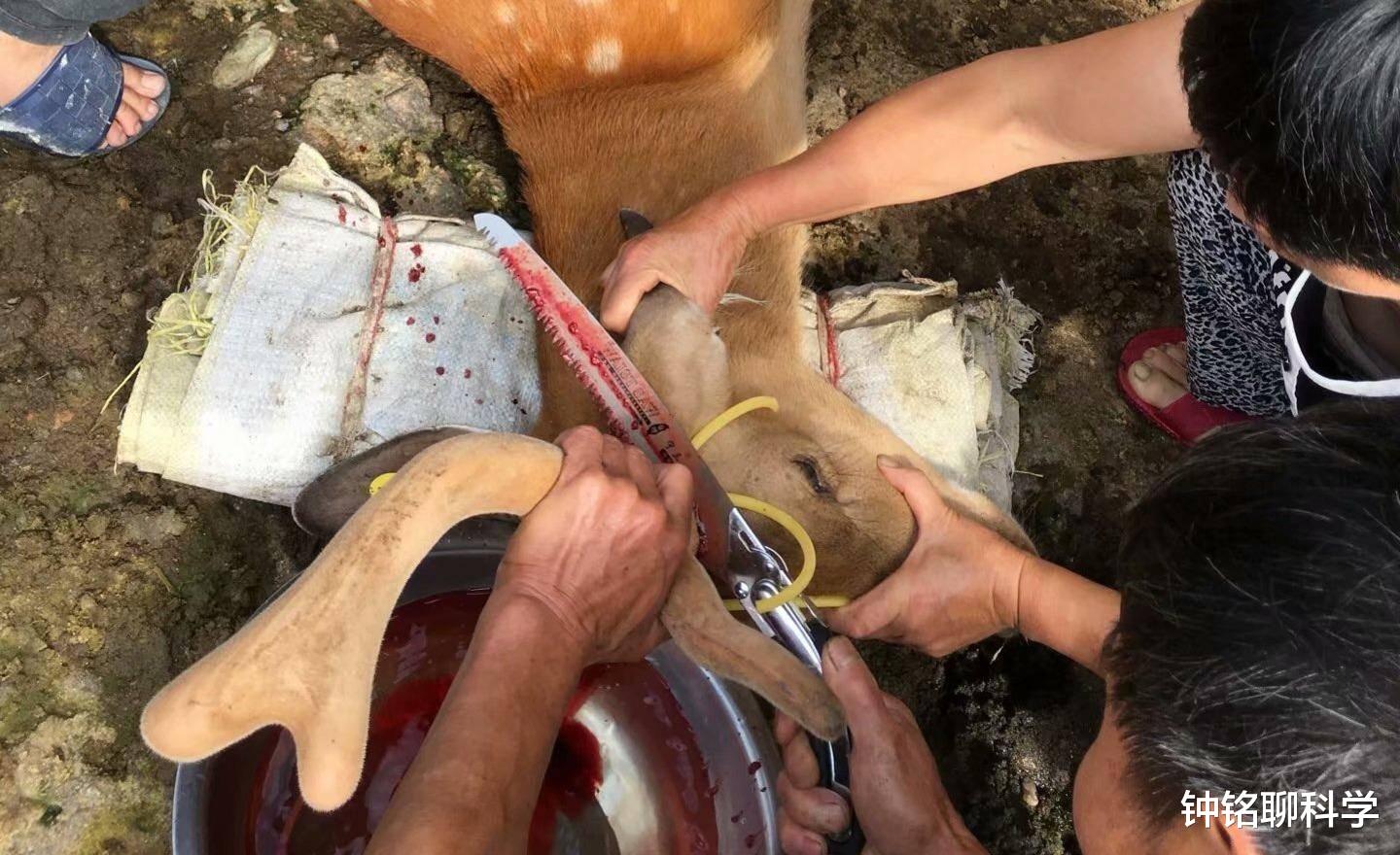 鹿茸养生小知识,鹿茸基本常识介绍