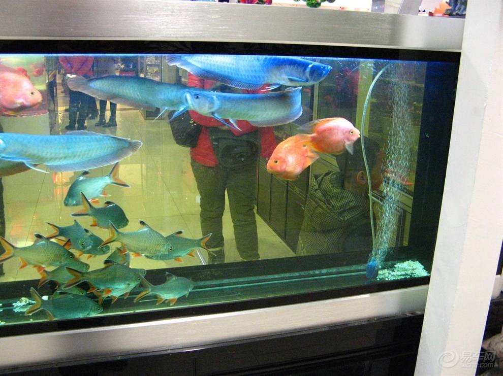 银龙鱼怎么教培,饲养银龙鱼的入门知识