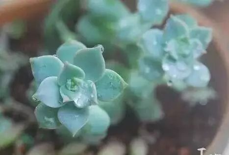 多肉长小黑飞介壳虫用什么药最好,多肉长蚧壳虫应该怎么处理