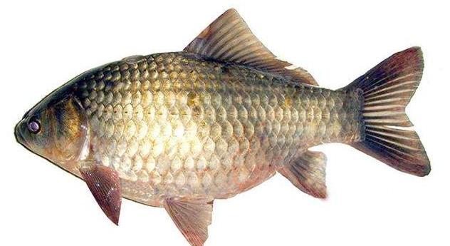 养殖场必备特效药,养殖必备小药