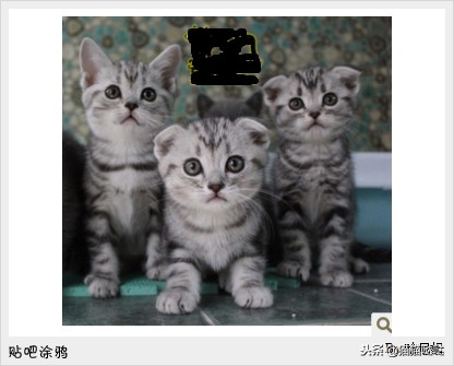 养猫新手买猫注意什么,新手养猫和买猫的注意事项