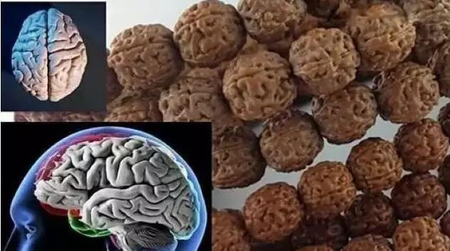 小金刚怎么选品种,如何挑选精品小金刚