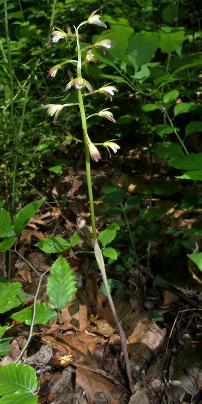 绿山墙的安妮解析,绿山墙的安妮全文解析