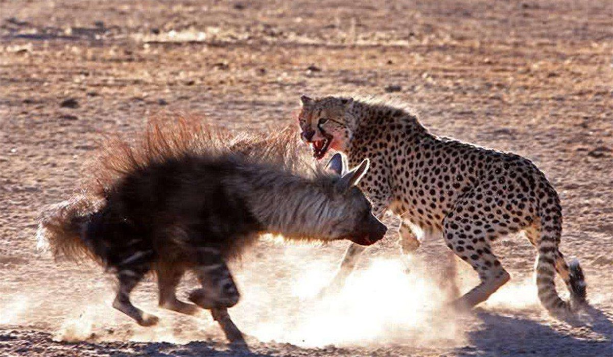 鬣狗连狮子都不怕为何却怕非洲人,鬣狗和狮子的惨烈斗争