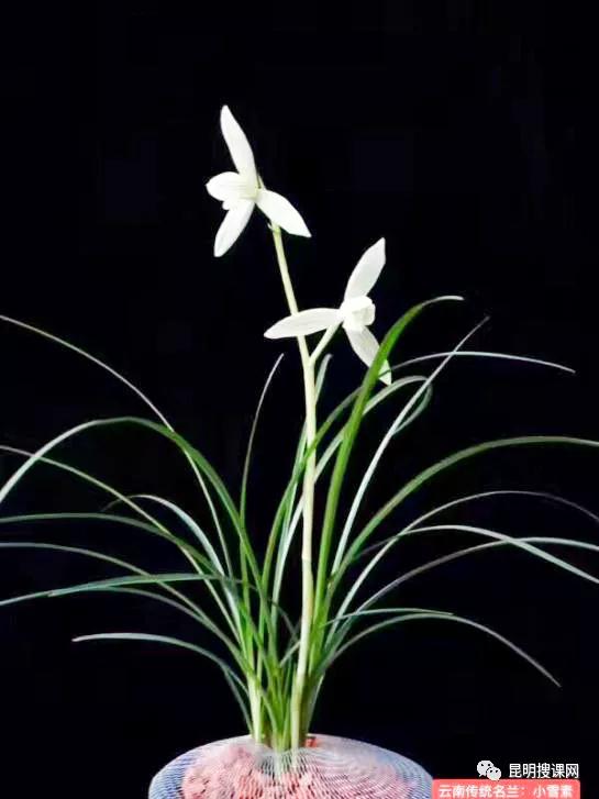 语文老师挑战语文高考题,语文老师挑战高考作文