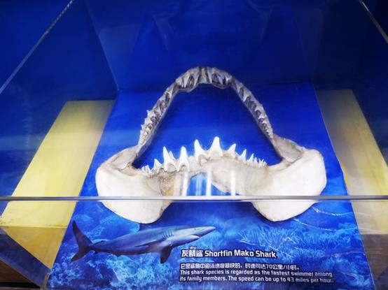 长隆旅游细节分析,长隆有必要四个乐园都玩吗