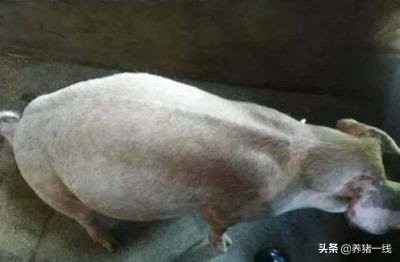 猪胀气的解决方案,育肥猪胀气怎么治