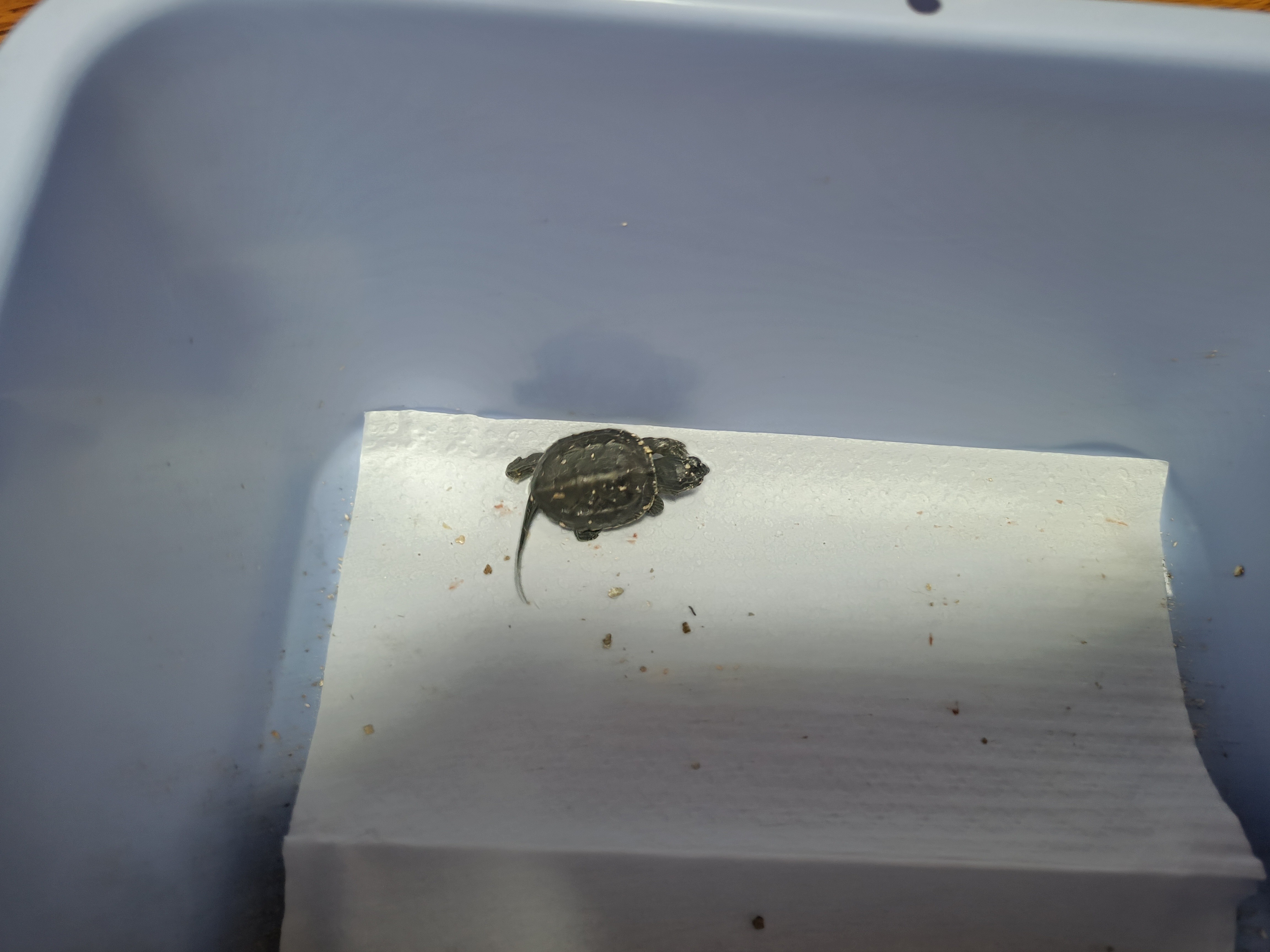 龟蛋刚出壳的乌龟怎么养,从乌龟蛋孵化出来