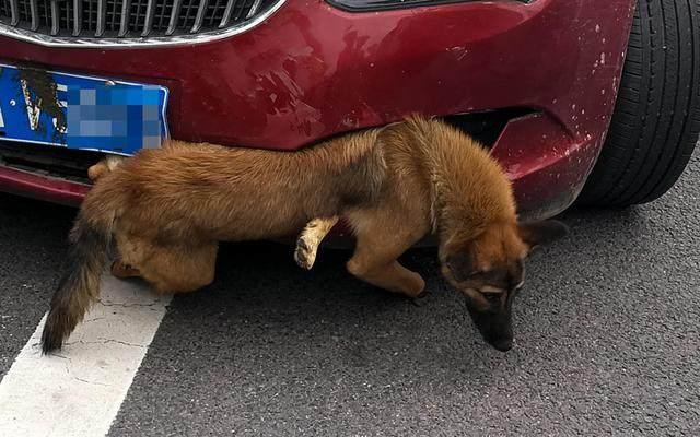 高速上遇见动物是躲避还是撞上去,高速公路上出现动物撞还是不撞