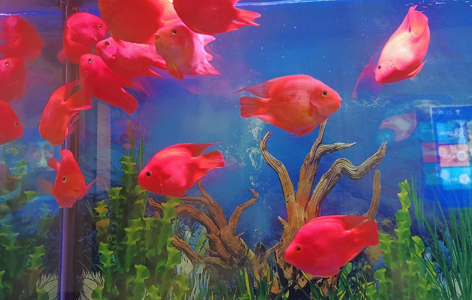 血鹦鹉鱼品种及图片,请欣赏5种血鹦鹉鱼的外形特点