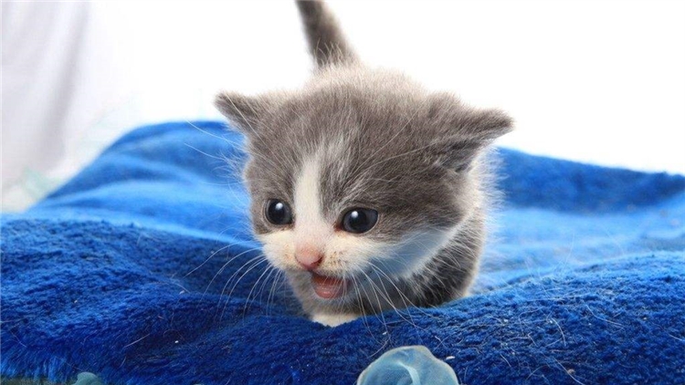 猫咪为什么经常带攻击性,猫咪为什么会有异食