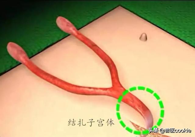 科普：关于犬猫去势/绝育的知识