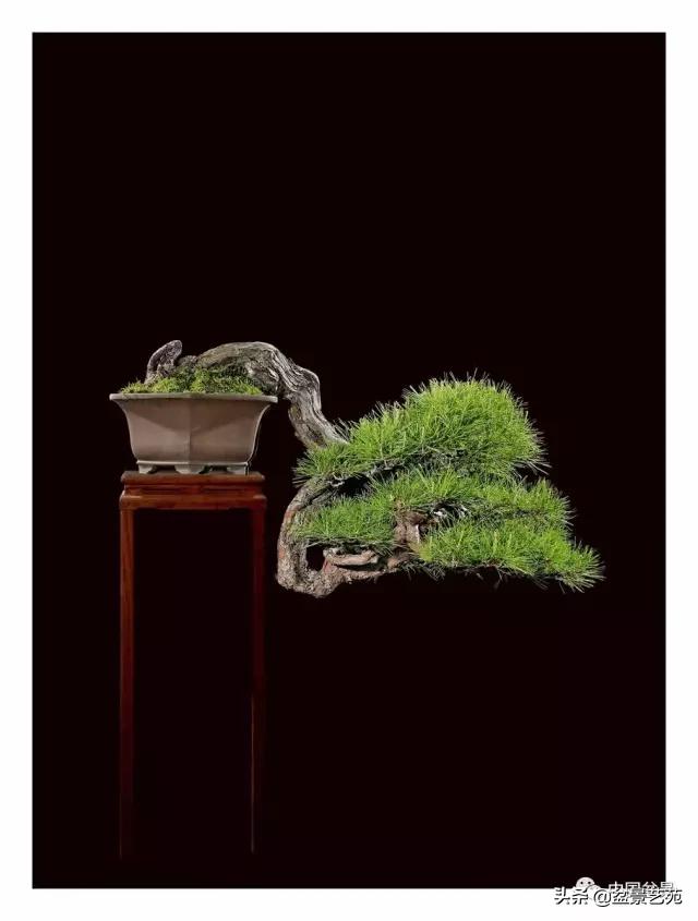 玩盆景必备栽种知识,观赏盆景的意境