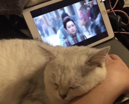 主人出门猫咪在做什么,主人出门猫咪独自在家