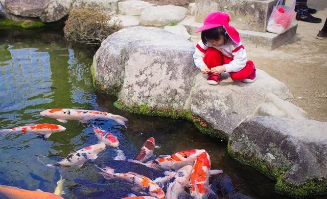 饲养大型冷水观赏鱼有哪些,冷水观赏鱼可以用加温棒吗