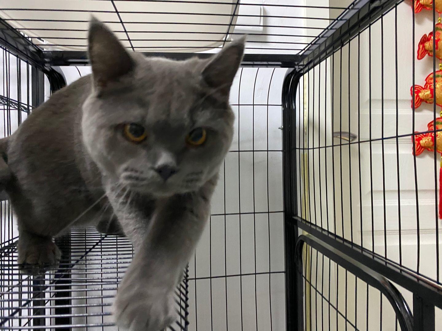 猫传腹治疗好了可以活多久,猫传腹治好后还能活多久