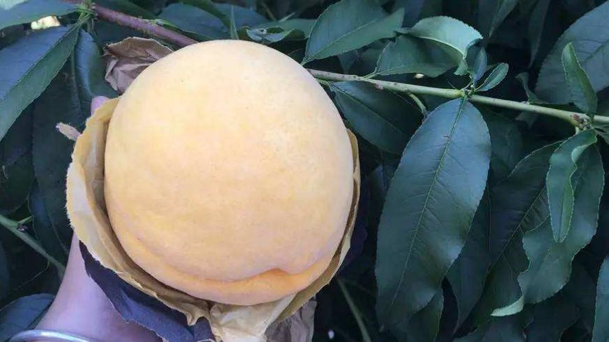 黄桃种植方法和技巧,嫁接黄桃的管理技术