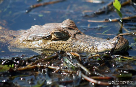 亚马逊有多少动植物,亚马逊盘点