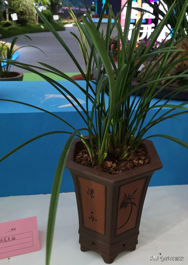 10大兰花品种你见过几个,兰花最好的十大品种