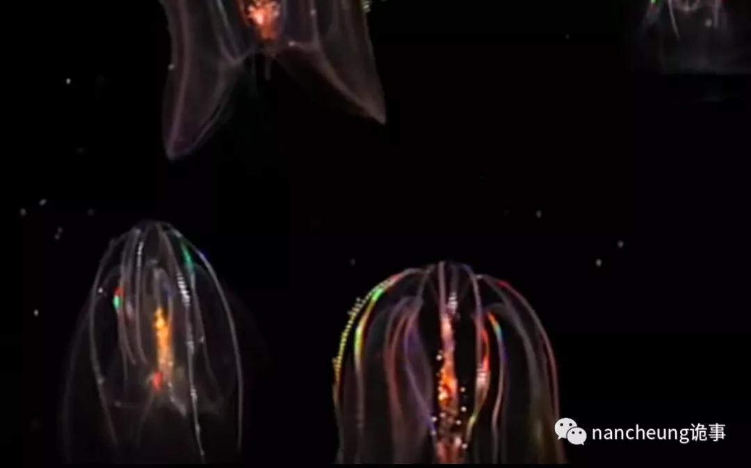 深海迷航第49天神秘生物,深海海底神秘的10种生物