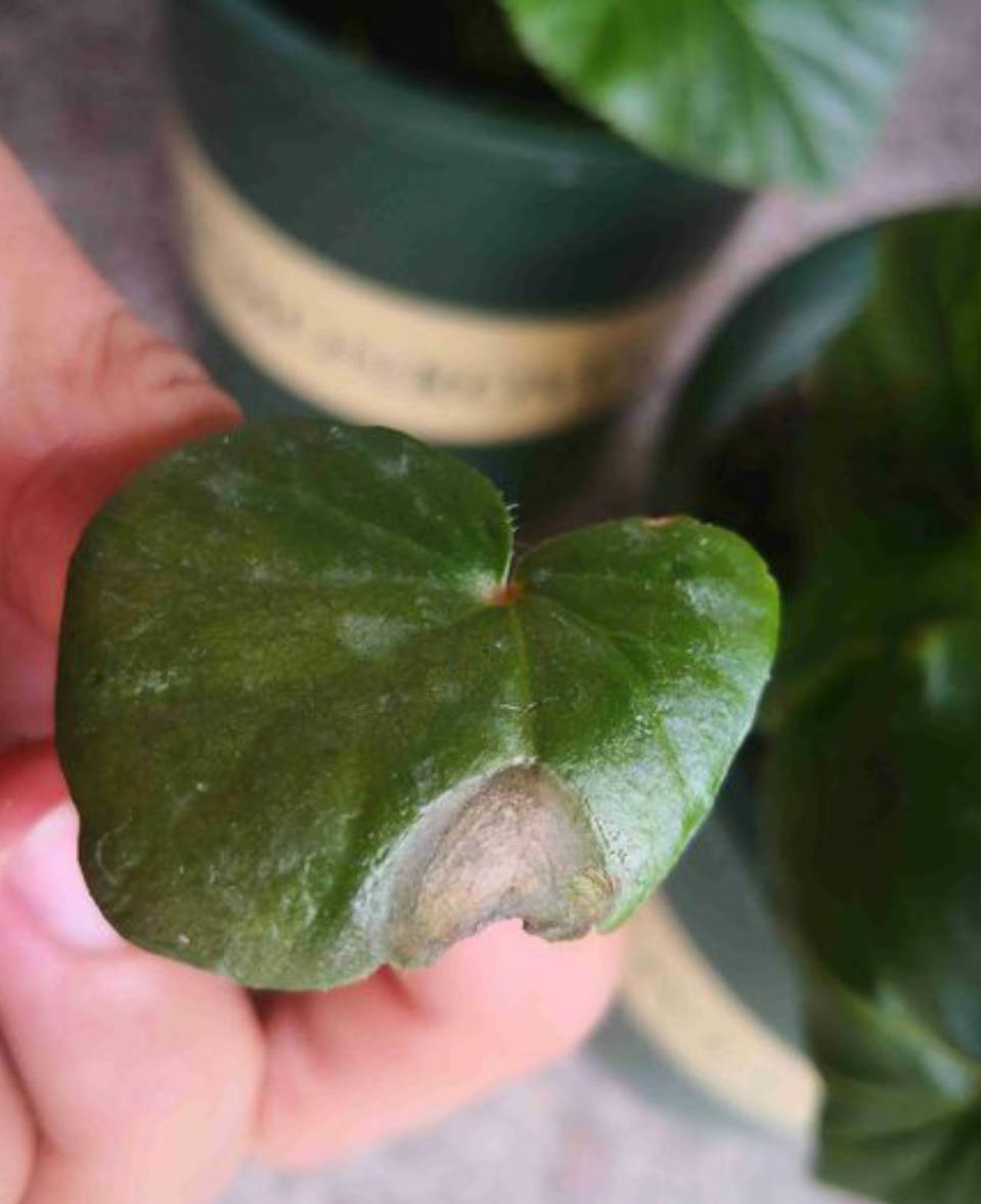 丽格海棠生长记录,重瓣丽格海棠的生长环境是什么样