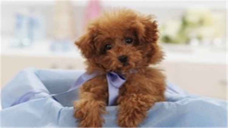 怎么养贵宾犬的方法大全,贵宾犬怎么养最好