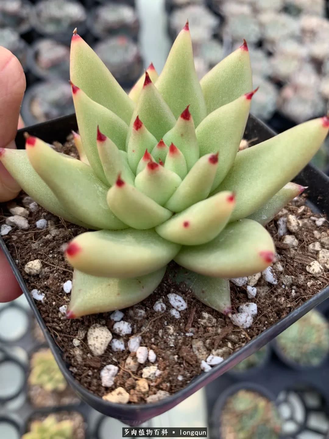 肉叔带你走遍韩国多肉大棚,记一次精彩的采摘之旅